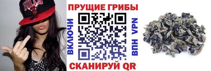 Купить закладки  Калининград  Псилоцибиновые грибы GOLDEN TEACHER 